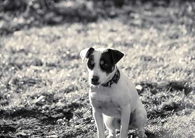 Cute dog portrait alone