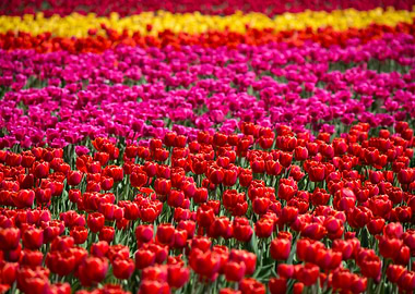 Tulip field Vibrant Color