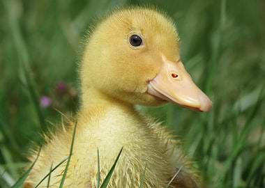 Easter Duckling