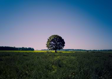 lonely tree