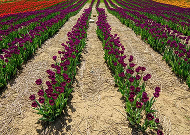 Purple tulips in field