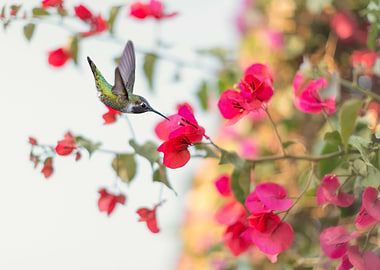 Hummingbird in Autumn