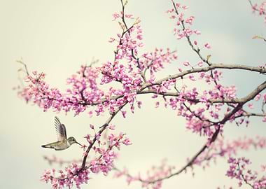 Hummingbird at Blossoms