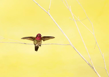 Annas Hummingbird