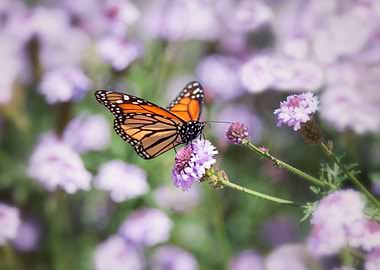 Butterfly on Flower