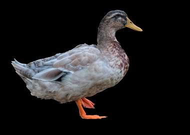 isolated duck on black