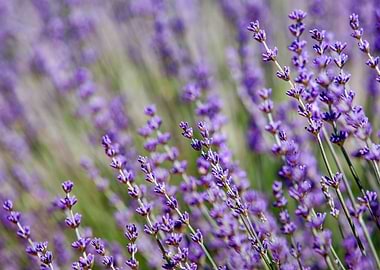 Lavender flowers