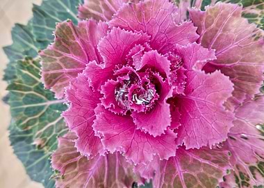 Brassica oleracea plant