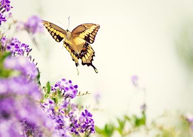 Swallowtail Butterfly