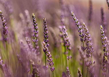 Lavender flowers field