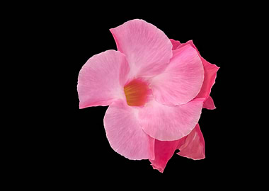 pink flower on black