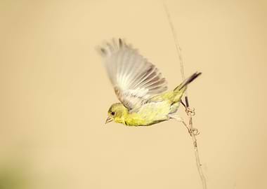 Goldfinch Flying Off Twig