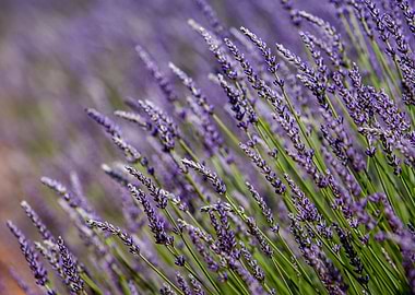 Lavender flowers field