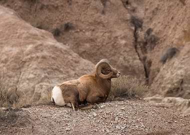 Bighorn Ram