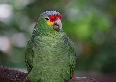 Amazon Parrot