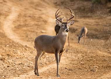 Whitetail Buck