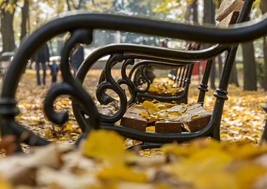 Autumn in the park nature