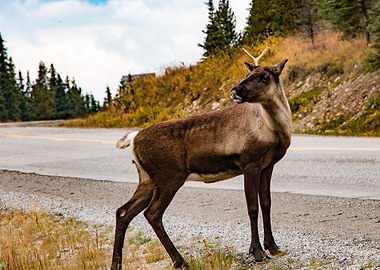 Young Caribou