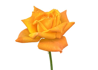 yellow rose on white