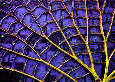 Violet Giant Lotus Leaf