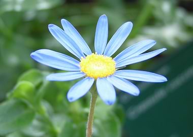 Blue Flower