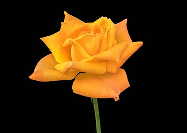 yellow rose on black