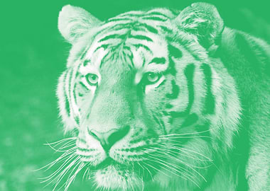 Tiger pastel green