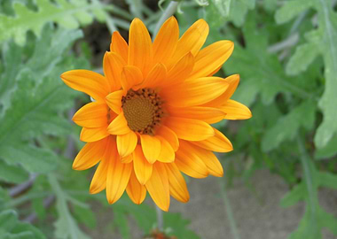 Orange flower