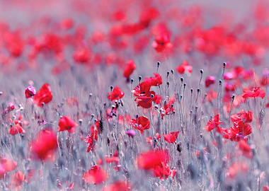 Red poppies