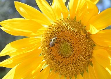 Bee on Sunflower