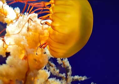 Jellyfish
