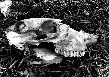 Cow Skull