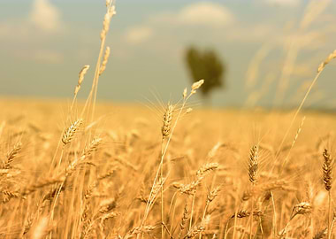 wheatfield