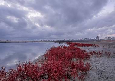 Storm clouds and grass
