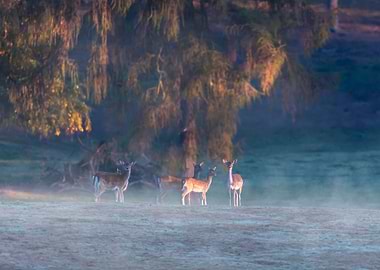 Misty Deer