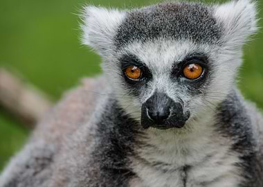 Ring Tailed Lemur