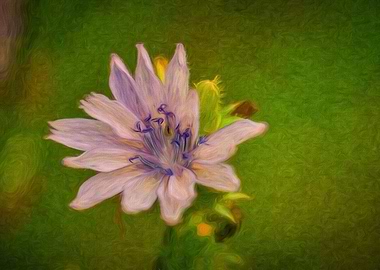Pink Chickory Wildflower
