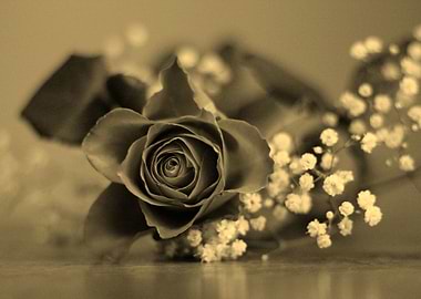Roses and Gypsum
