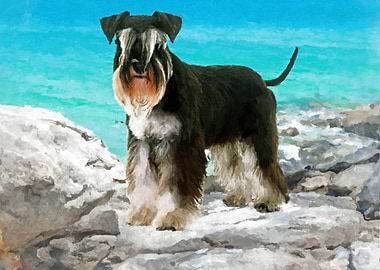 Miniature Schnauzer