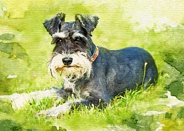 Miniature Schnauzer