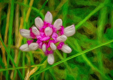 Pink Clover Wildflower