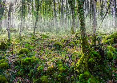 Oaks in Jerte Valley