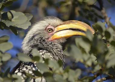 Yellow billed Hornbill