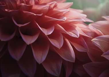 Dahlias