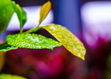 Waterdrops on leaves