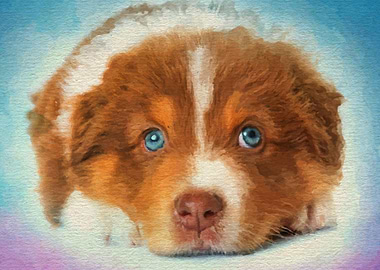Australian Shepherd