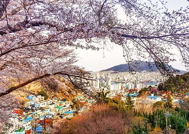 Aerial View of Busan