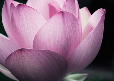 Pink Lotus