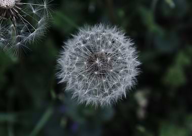 Dandelion