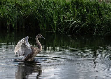 swan 1